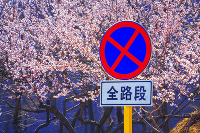 Close-up of warning sign on cherry blossom