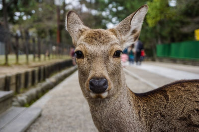 Portrait of deer standing outdoors