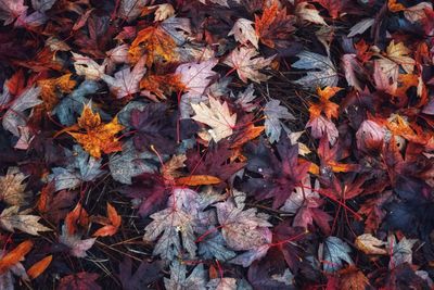 Full frame shot of autumn leaves