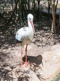 White stork at zoo