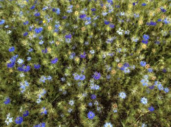 Full frame shot of purple flowers blooming in field