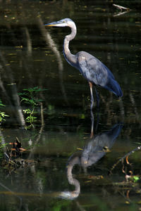 High angle view of gray heron in lake