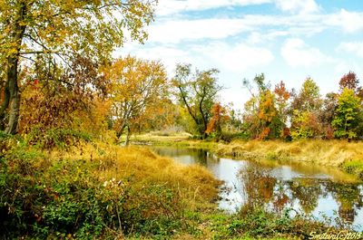 Scenic view of lake in forest during autumn