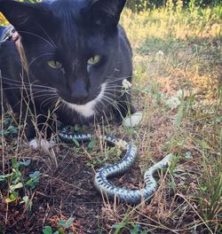 Portrait of snake on field