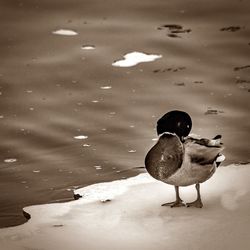 Bird perching on sand at beach during winter