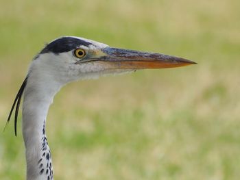 Close-up of heron against blurred background