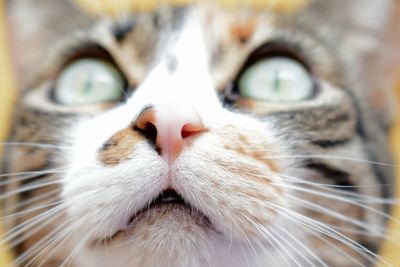 Close-up portrait of cat