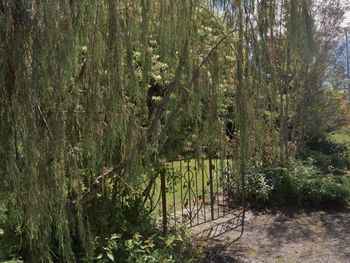 Scenic view of forest