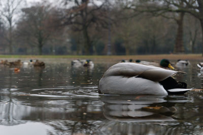 Close-up of duck in lake