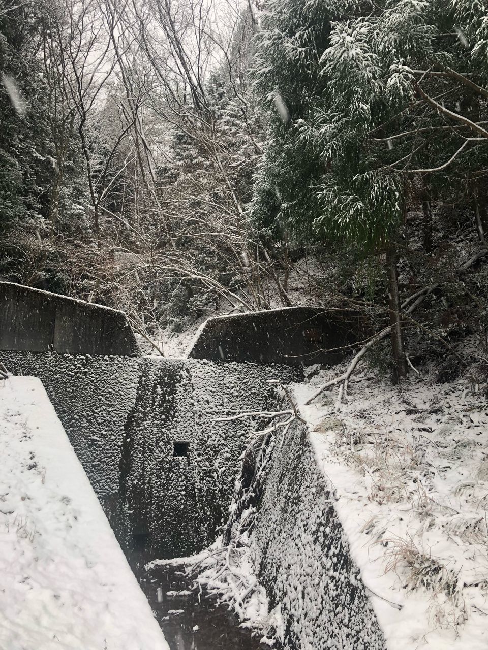 SHADOW OF TREE ON BRIDGE OVER RIVER