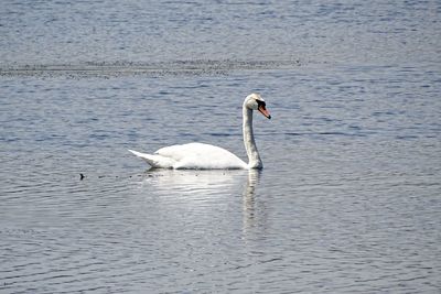 Swan swimming in lake