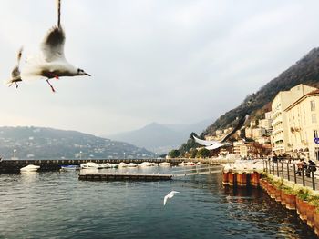 Seagulls flying over bay