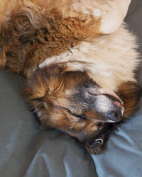 High angle view of dog sleeping on bed