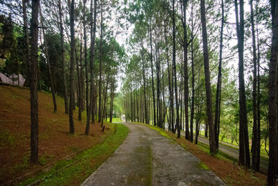 Dirt road amidst trees in forest