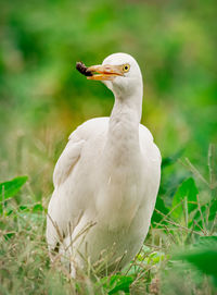 A white heron hunting a beetle on a farm.