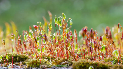 Close-up of flowering plants on field