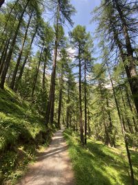 Dirt road amidst trees in forest
