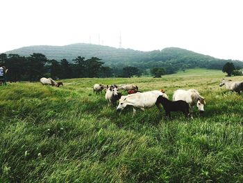 Cows grazing on grassy field