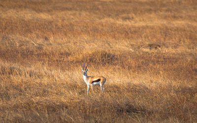 Isolated thomson's gazelle in the prairie of serengeti national park. tanzania.