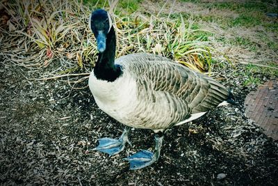 High angle view of duck on field