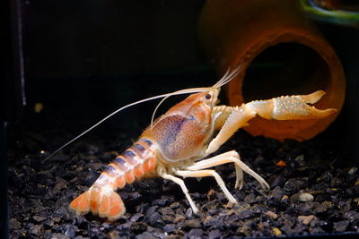 Crayfish in sea