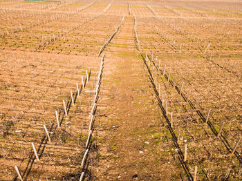 High angle view of agricultural field