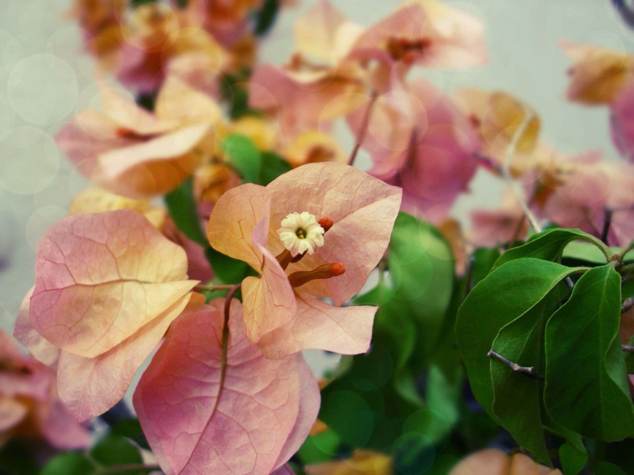 flower, leaf, growth, freshness, fragility, petal, close-up, beauty in nature, focus on foreground, nature, plant, flower head, blooming, pink color, outdoors, season, day, botany, in bloom, no people