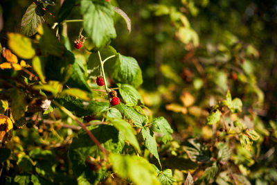 Close-up of berries on plant