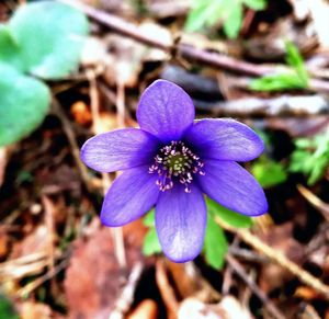 Close-up of purple flower blooming outdoors