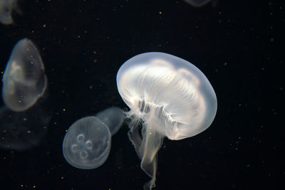 Close-up of jellyfish against black background