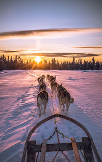 Dogs pulling sled on snow covered field against sky during sunset