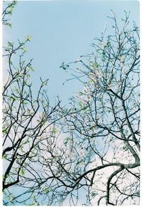 Low angle view of flowering tree against blue sky