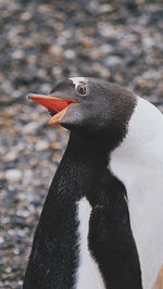 Close-up of penguin perching outdoors