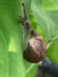 Close-up of snail on leaf