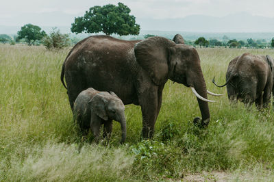 Mother and baby african elephants grazing in mikumi national park