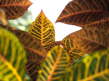 Close-up of yellow leaves