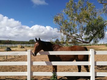 Horse standing in ranch against sky