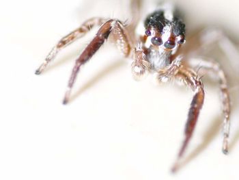 Close-up of spider