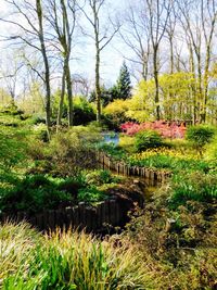 Plants and trees by lake in forest