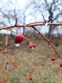 Close-up of red berries growing on tree