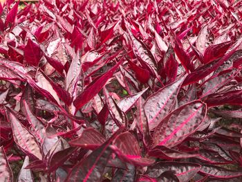 Full frame shot of red leaves