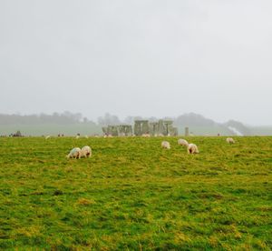 Sheep grazing on grassy field at stonehenge