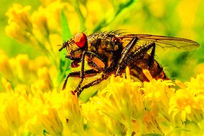 Fly on yellow flowering plant