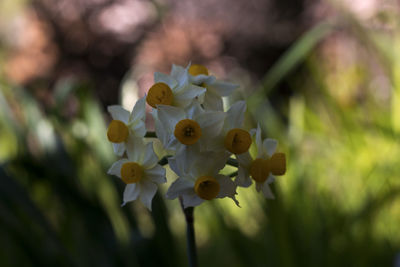 Close-up of white flowering plant