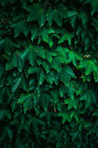 Full frame shot of leaves on field