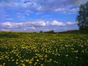 Scenic view of oilseed rape field against sky