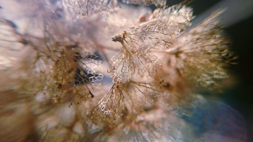 Close-up of wilted flowers