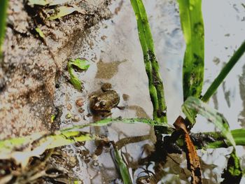 Close-up of frog on plant