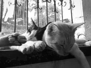 Close-up of cat sleeping