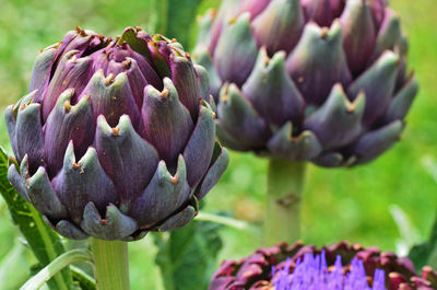 Close-up of purple flowers